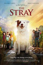 Watch The Stray 9Movies