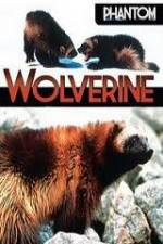 Watch National Geographic Phantom Wolverine 9Movies