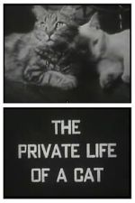 Watch The Private Life of a Cat (Short 1946) 9Movies