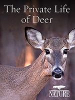 Watch The Private Life of Deer 9Movies