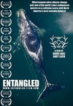 Watch Entangled: The Race to Save Right Whales from Extinction 9Movies