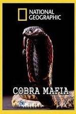 Watch National Geographic Cobra Mafia 9Movies