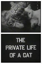 Watch The Private Life of a Cat 9Movies