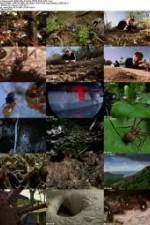 Watch National Geographic Wild - City Of Ants 9Movies