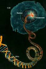 Watch Horizon: Miracle Cure? A Decade of the Human Genome 9Movies