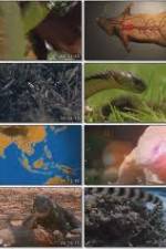 Watch National Geographic Wild : Deadliest Animals Asia Pacific 9Movies