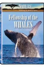 Watch Fellowship Of The Whales 9Movies