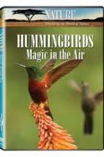 Watch Hummingbirds Magic in the Air 9Movies