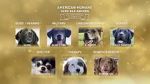 Watch American Humane Hero Dog Awards: 10th Anniversary Celebration (TV Special 2020) 9Movies