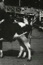 Watch Rube and Mandy at Coney Island 9Movies