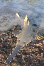 Watch National Geographic Hooked: Chainsaw Fish 9Movies