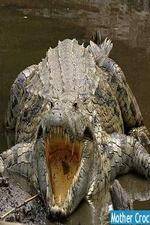 Watch National Geographic Mother Croc 9Movies