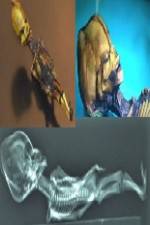 Watch Desert of the Skeletons 9Movies