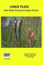 Watch Chick Flick How Birds Produce and Raise Chicks 9Movies