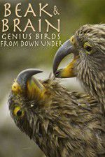 Watch Beak & Brain - Genius Birds from Down Under 9Movies