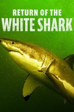 Watch Return of the White Shark 9Movies