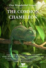 Watch Our Wonderful Nature - The Common Chameleon 9Movies