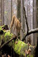 Watch National Geographic Wild Balkans 9Movies