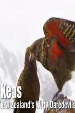 Watch Keas: New Zealand\'s Witty Daredevils 9Movies