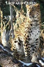 Watch National Geographic Leopard Queen 9Movies