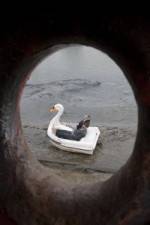 Watch Swandown 9Movies