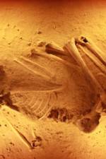 Watch Lost Cannibals of Europe 9Movies