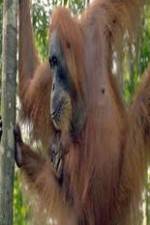 Watch Refugees Of The Lost Rainforest 9Movies