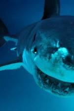 Watch National Geographic. Shark attacks investigated 9Movies