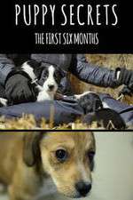 Watch Puppy Secrets: The First Six Months 9Movies