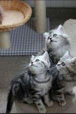 Watch The Secret Life of Kittens 9Movies