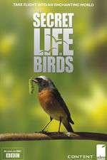 Watch Iolo's Secret Life of Birds 9Movies