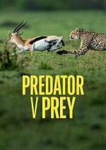 Watch Predator v Prey 9Movies