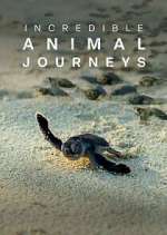 Watch Incredible Animal Journeys 9Movies