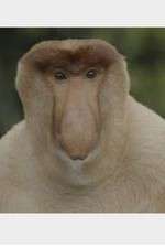 Watch Wildest Islands of Indonesia 9Movies