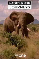 Watch Nature's Epic Journeys 9Movies